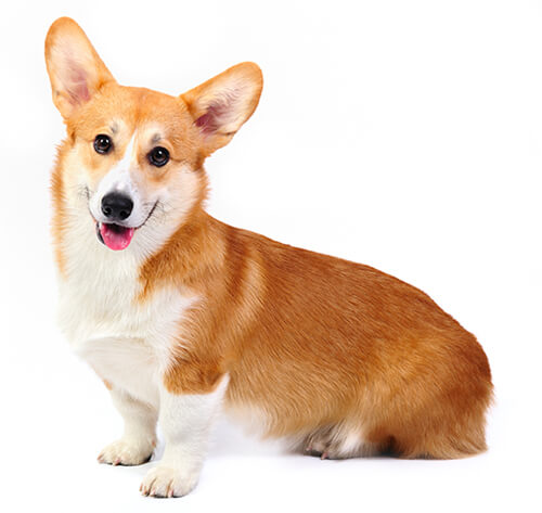 Corgi puppies for sale