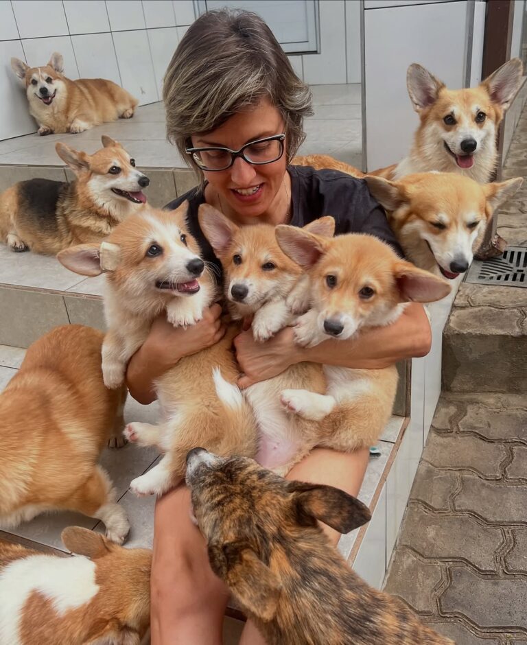 Corgi puppies
